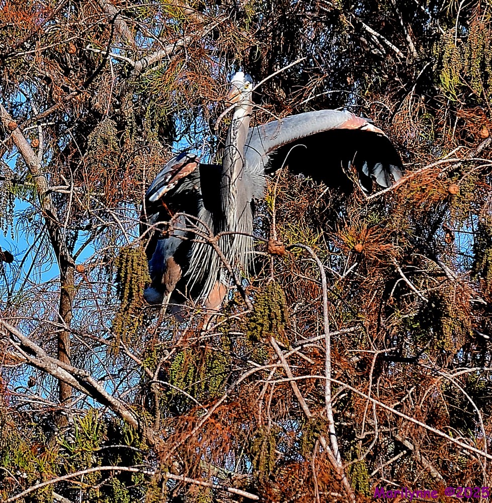 DSC_1055_001.JPG