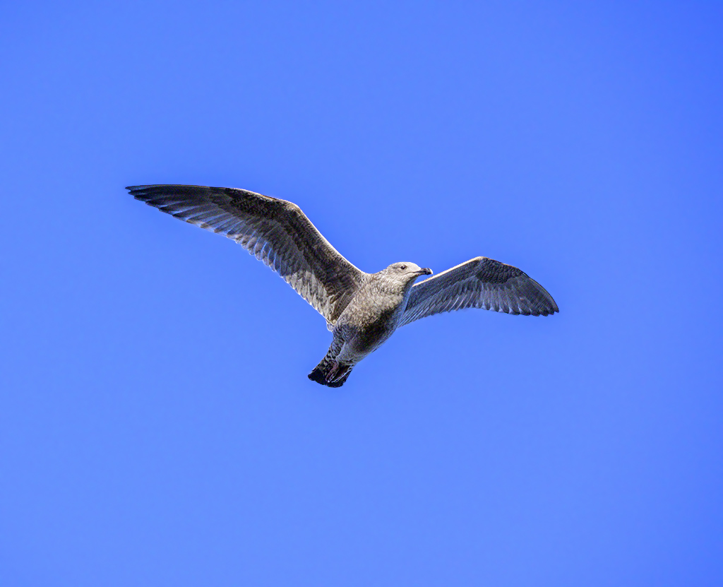 DSC_1056.jpg
