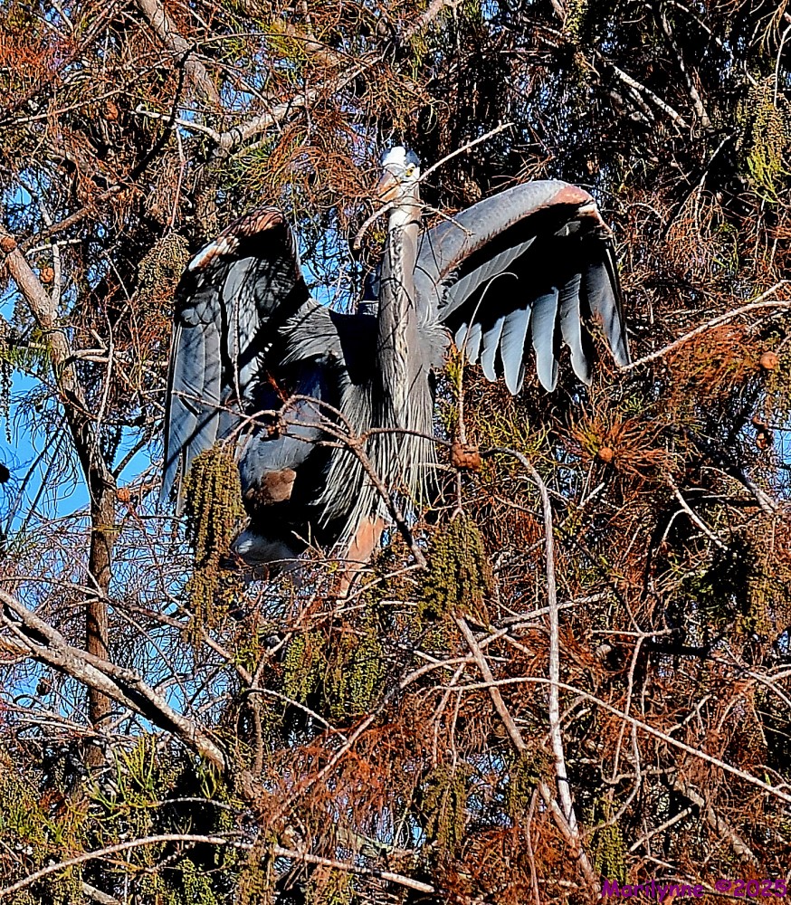 DSC_1056_001.JPG