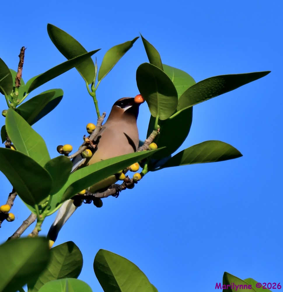 DSC_1057_001.JPG
