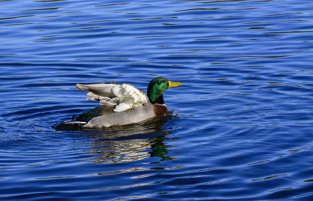 DSC_1062.jpg