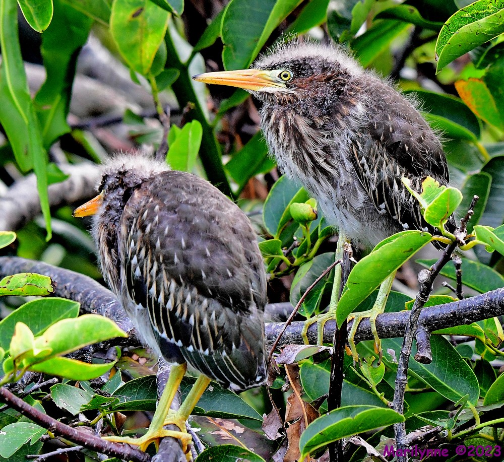 DSC_1063_001.JPG