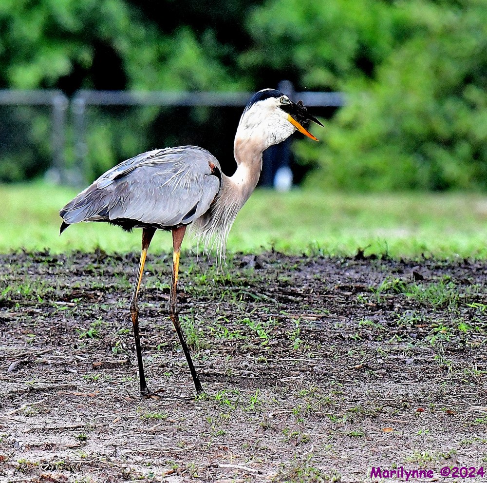 DSC_1064_001.JPG