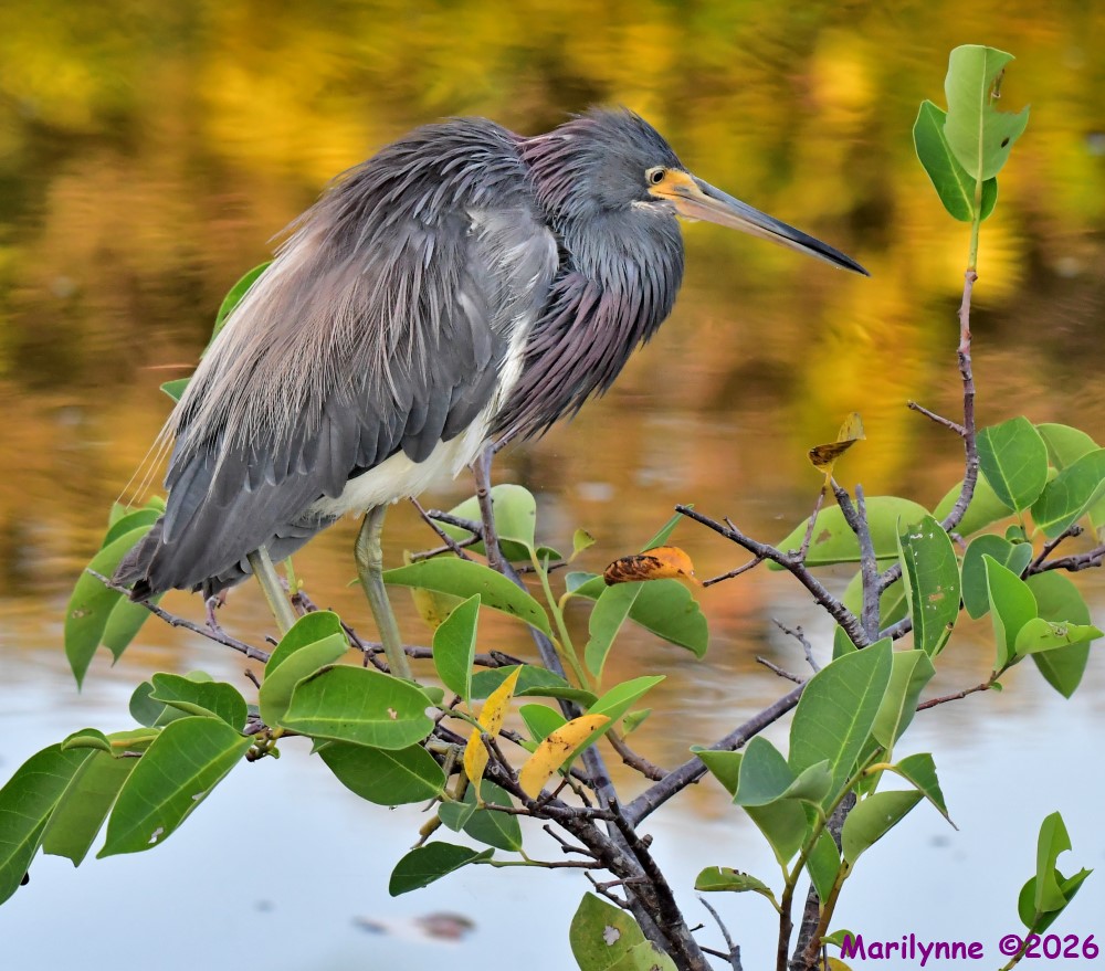 DSC_1065_001.JPG