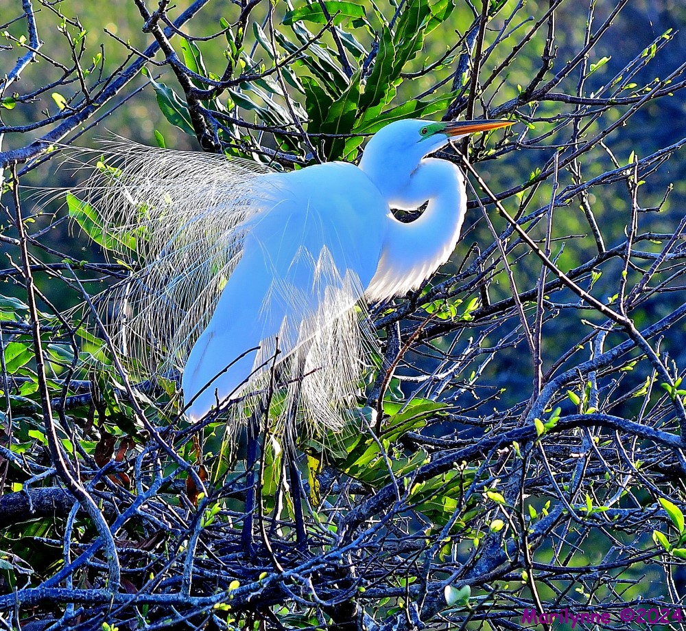 DSC_1066_001.JPG