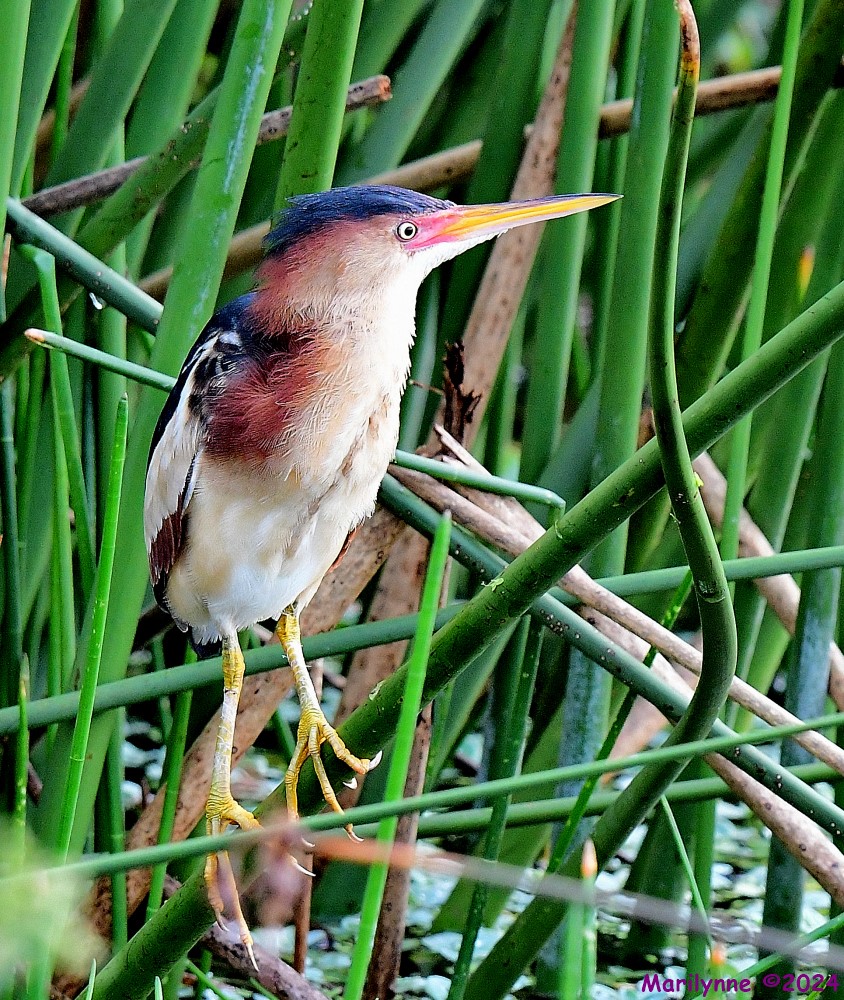 DSC_1066_001.JPG