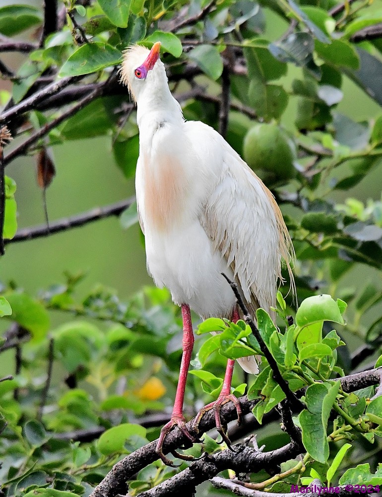 DSC_1070_001.JPG