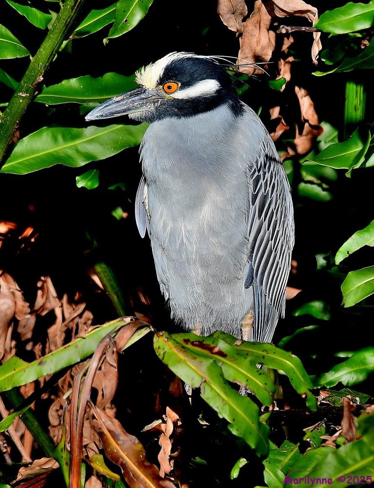 DSC_1070_001.JPG