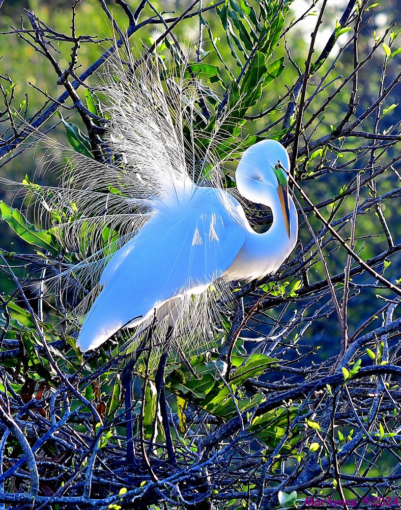 DSC_1071_001.JPG