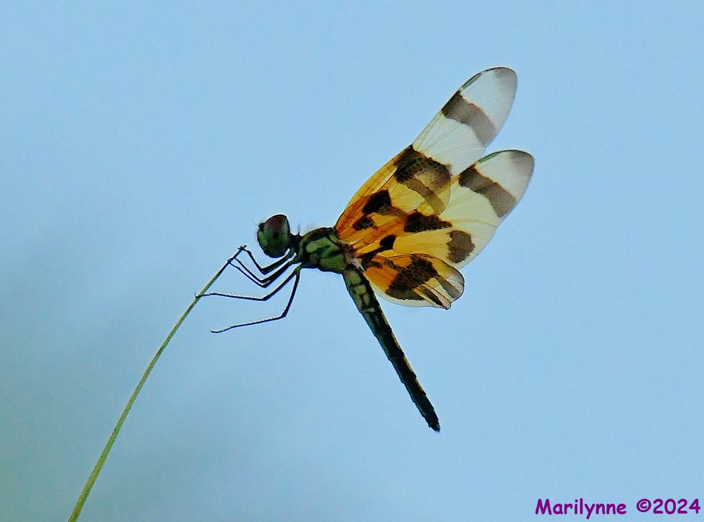 DSC_1071_001.JPG