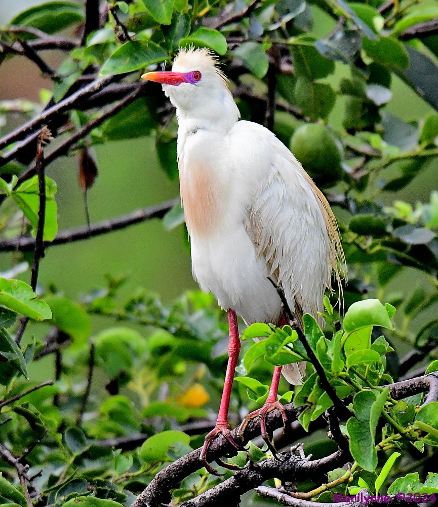 DSC_1072_001.JPG