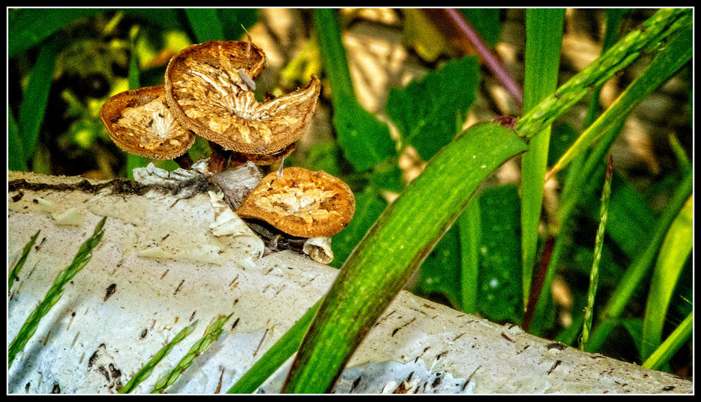 DSC_1074-Edit.jpg