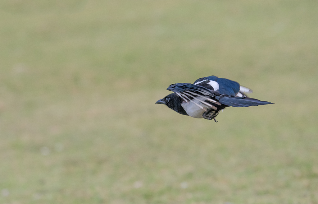 DSC_1074.jpg