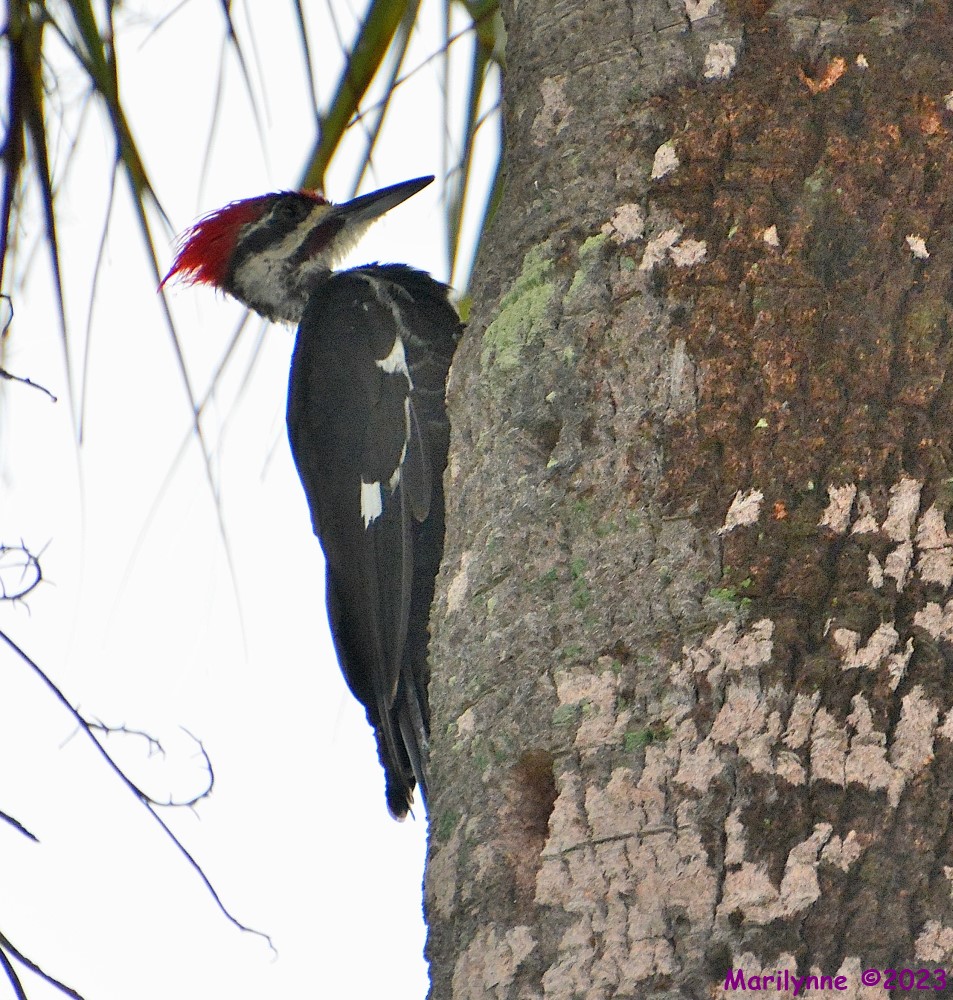 DSC_1074_001.JPG