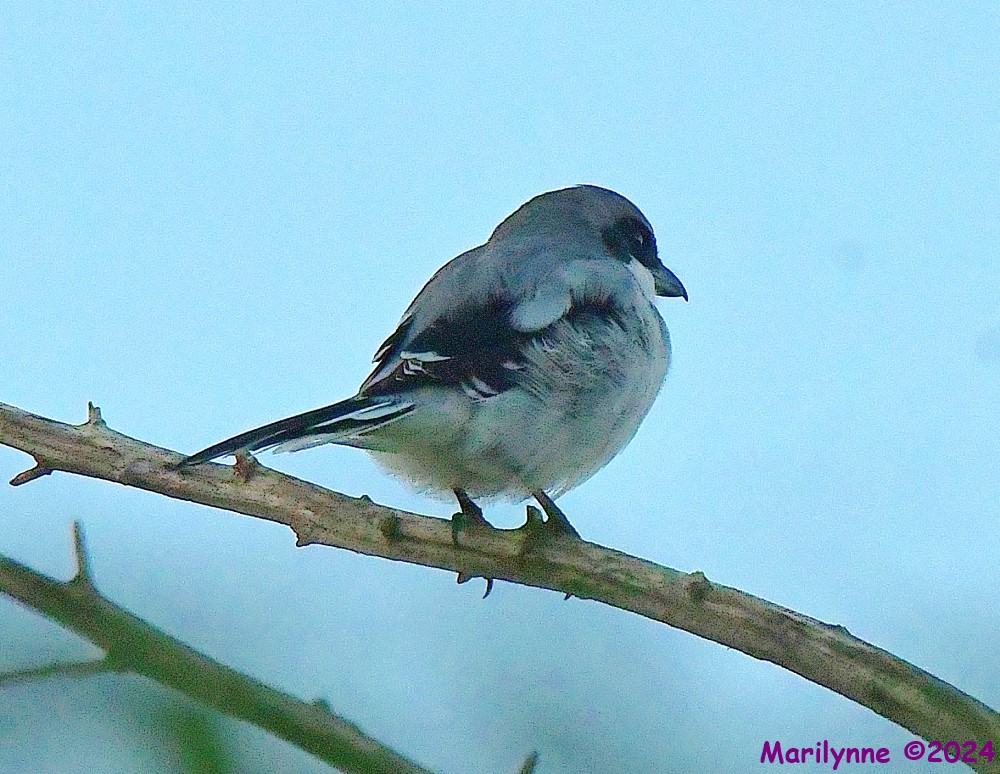 DSC_1074_001.JPG