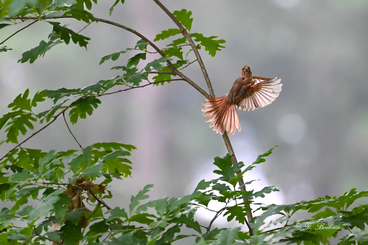 DSC_1075-topaz-denoise.jpg