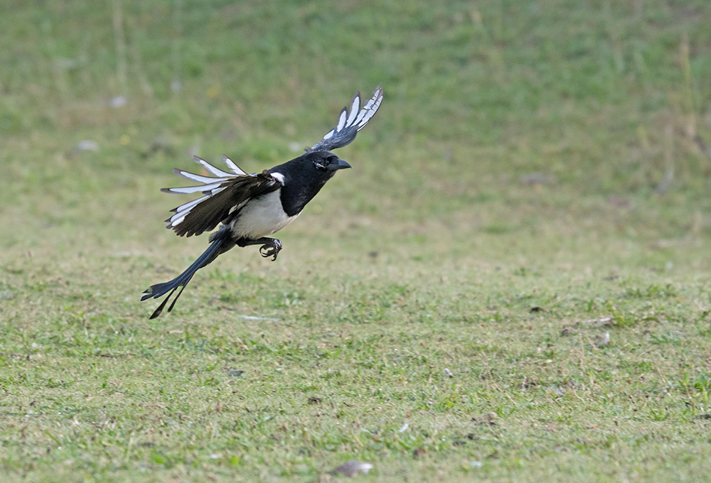DSC_1076.jpg