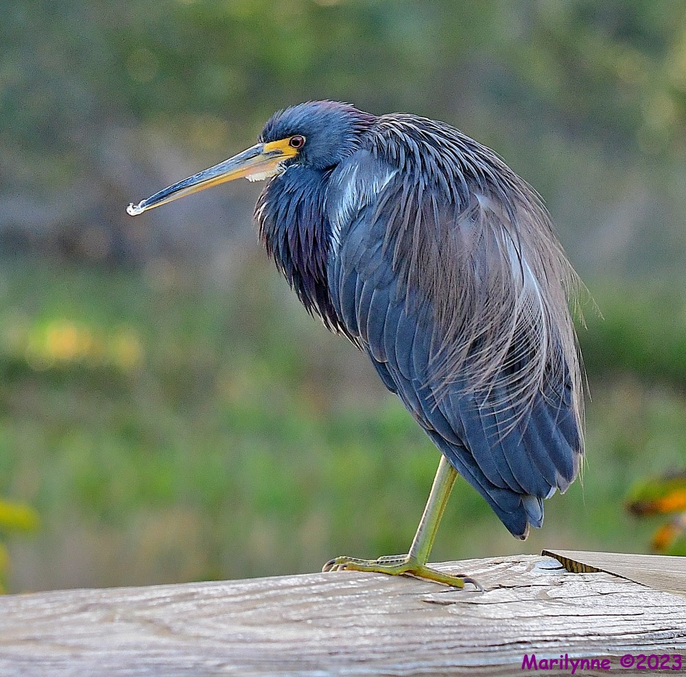 DSC_1076_001.JPG
