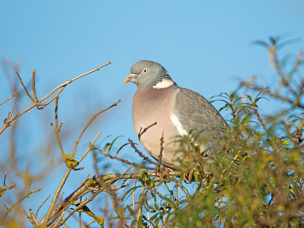 DSC_1077.jpg