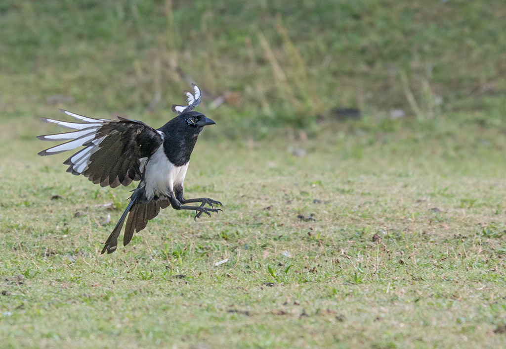 DSC_1077.jpg
