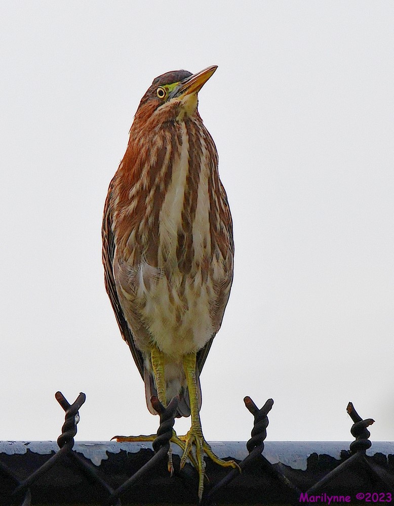 DSC_1079_001.JPG