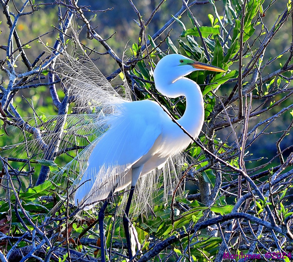 DSC_1079_001.JPG