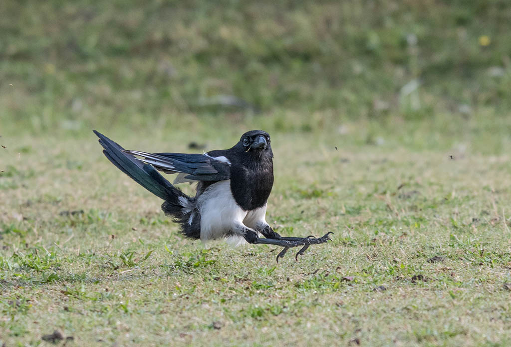 dsc_1079_35389589760_o.jpg