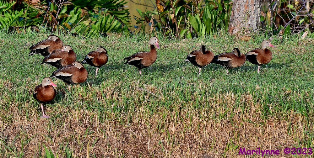 DSC_1080_001.JPG