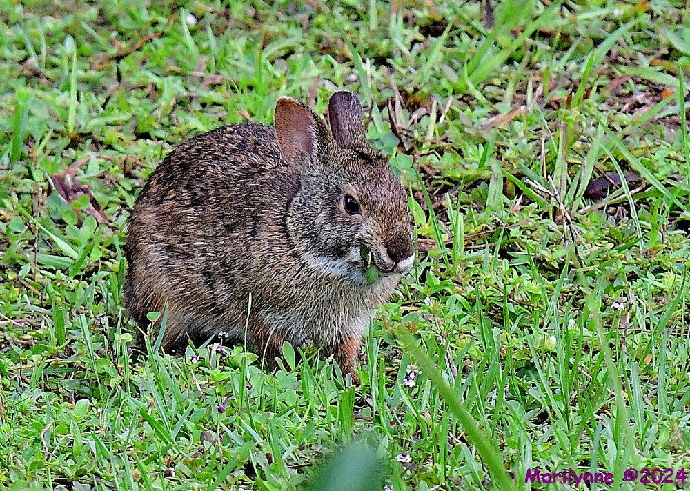 DSC_1080_001.JPG