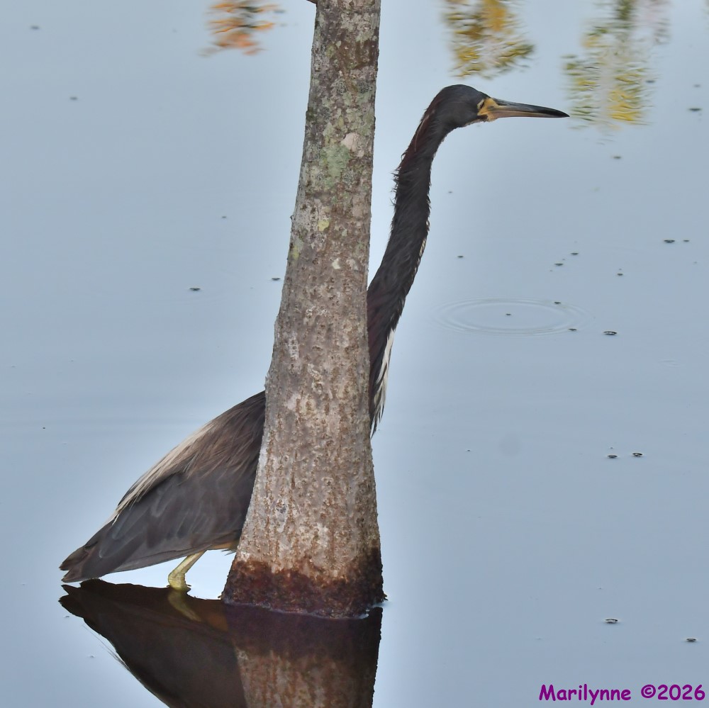 DSC_1081_001.JPG