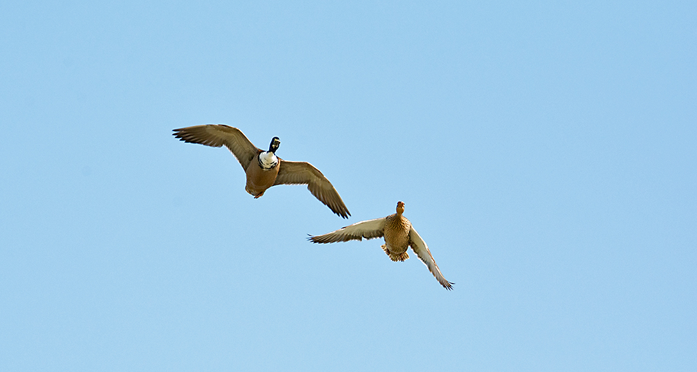 DSC_1083.jpg