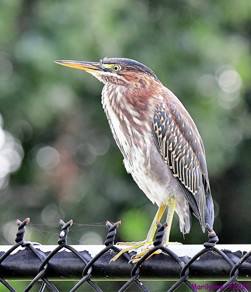 DSC_1083_001.JPG