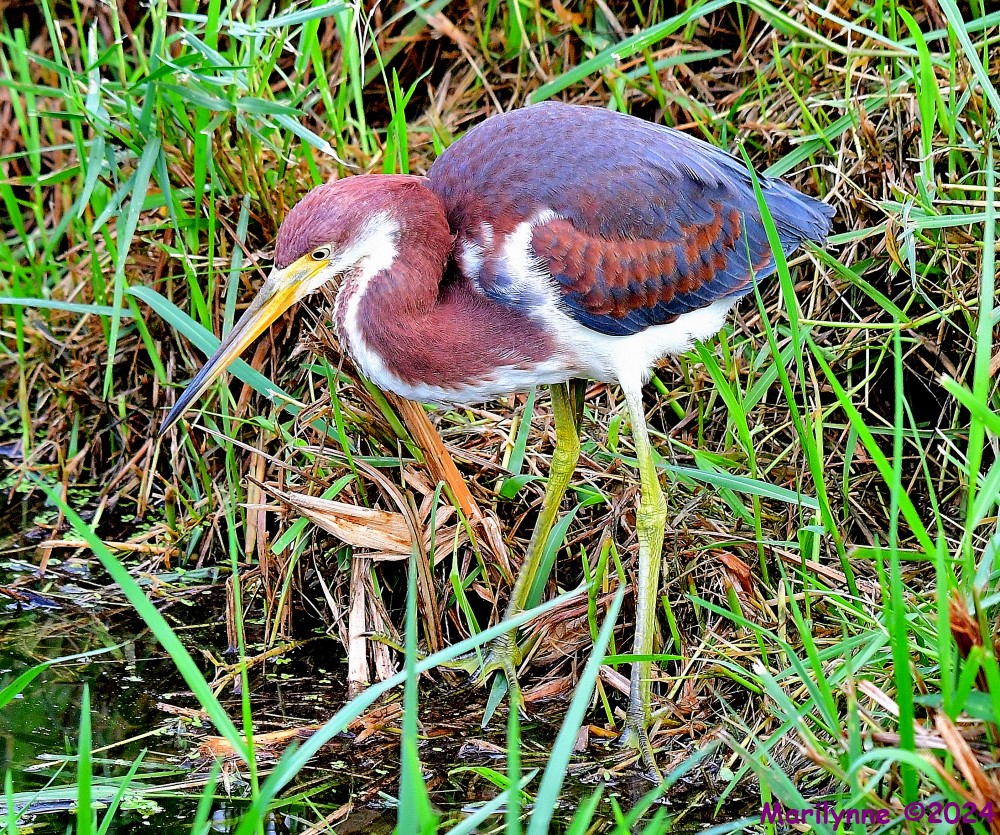 DSC_1083_001.JPG