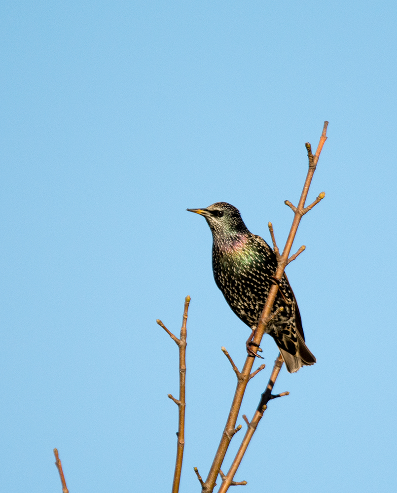 DSC_1084.jpg