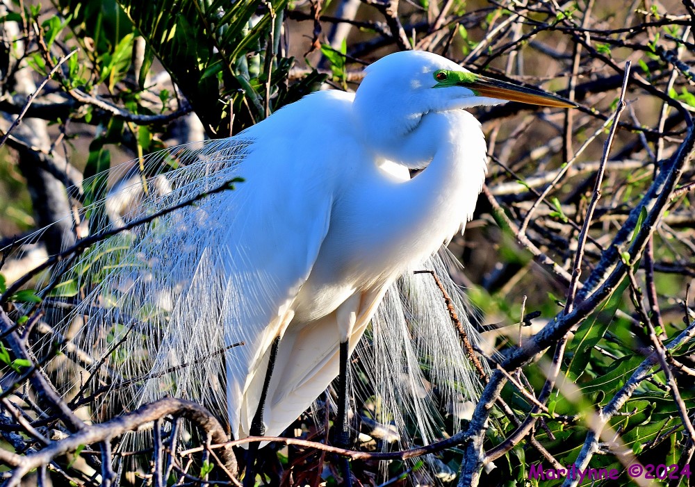 DSC_1084_001.JPG