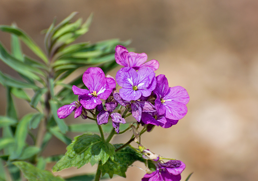 DSC_1085.jpg