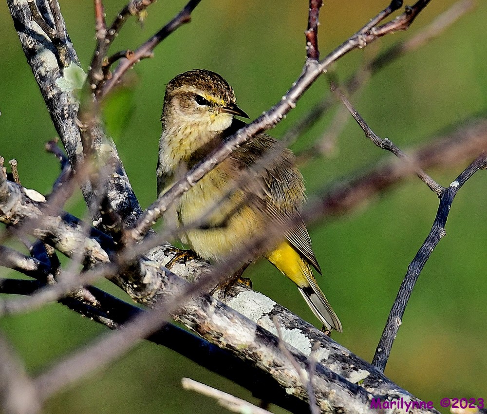 DSC_1085_001.JPG