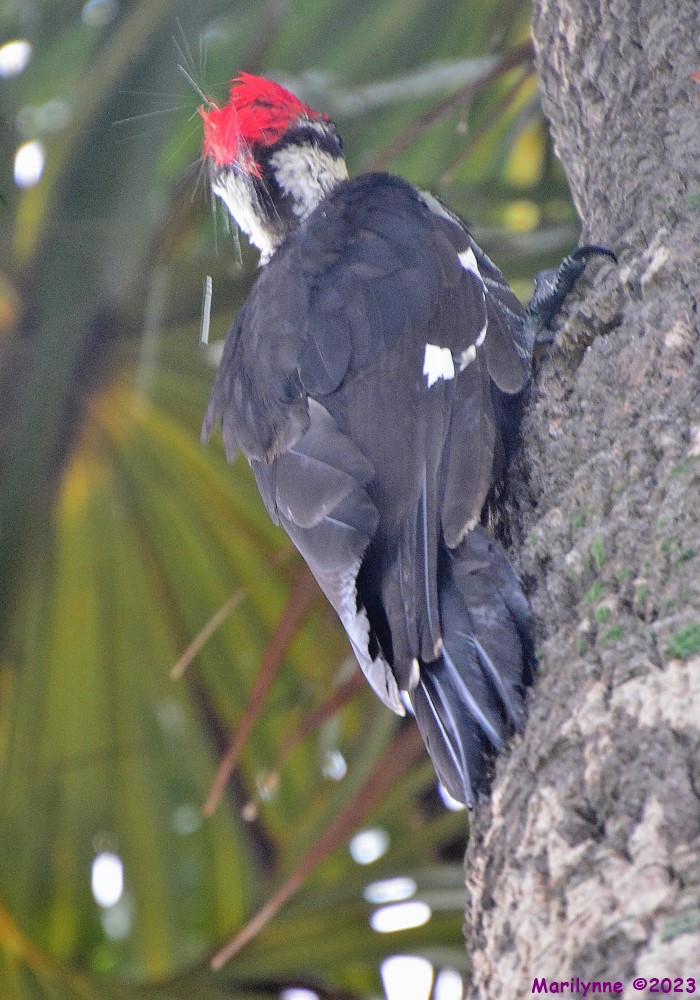 DSC_1088_001.JPG