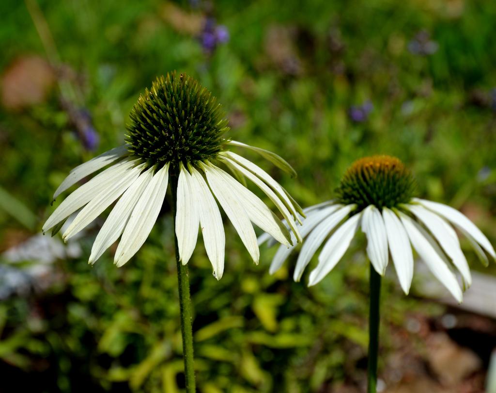 DSC_1089.jpg