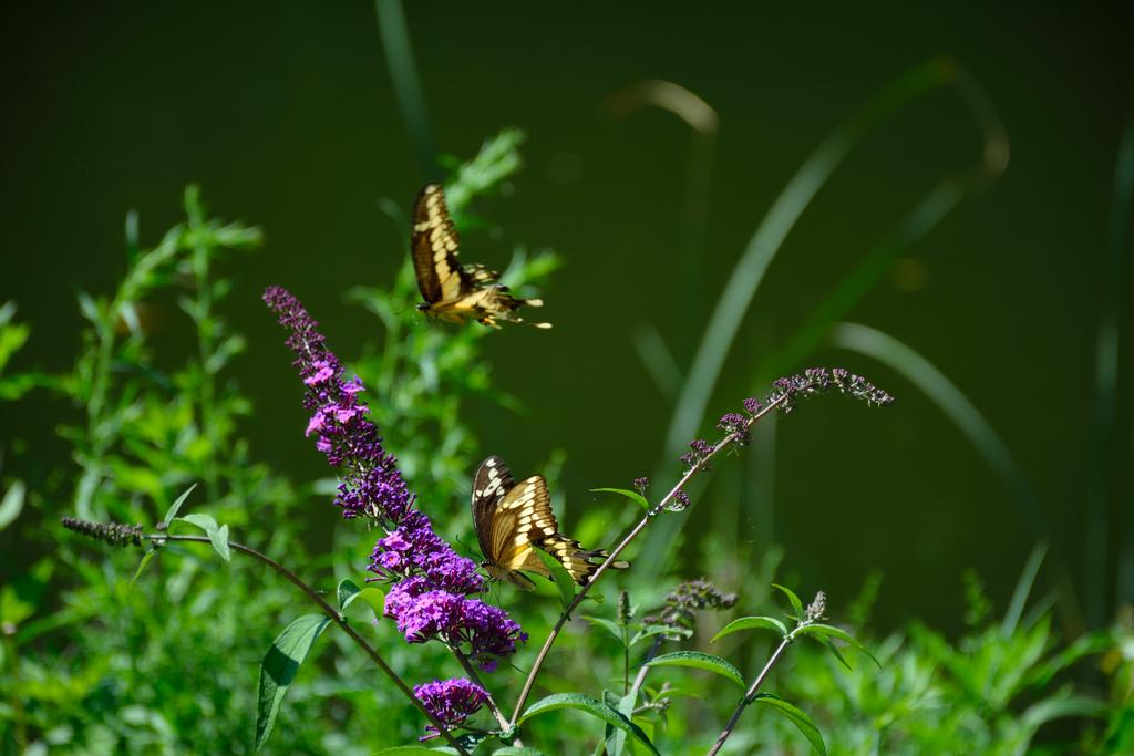 DSC_1091.jpg