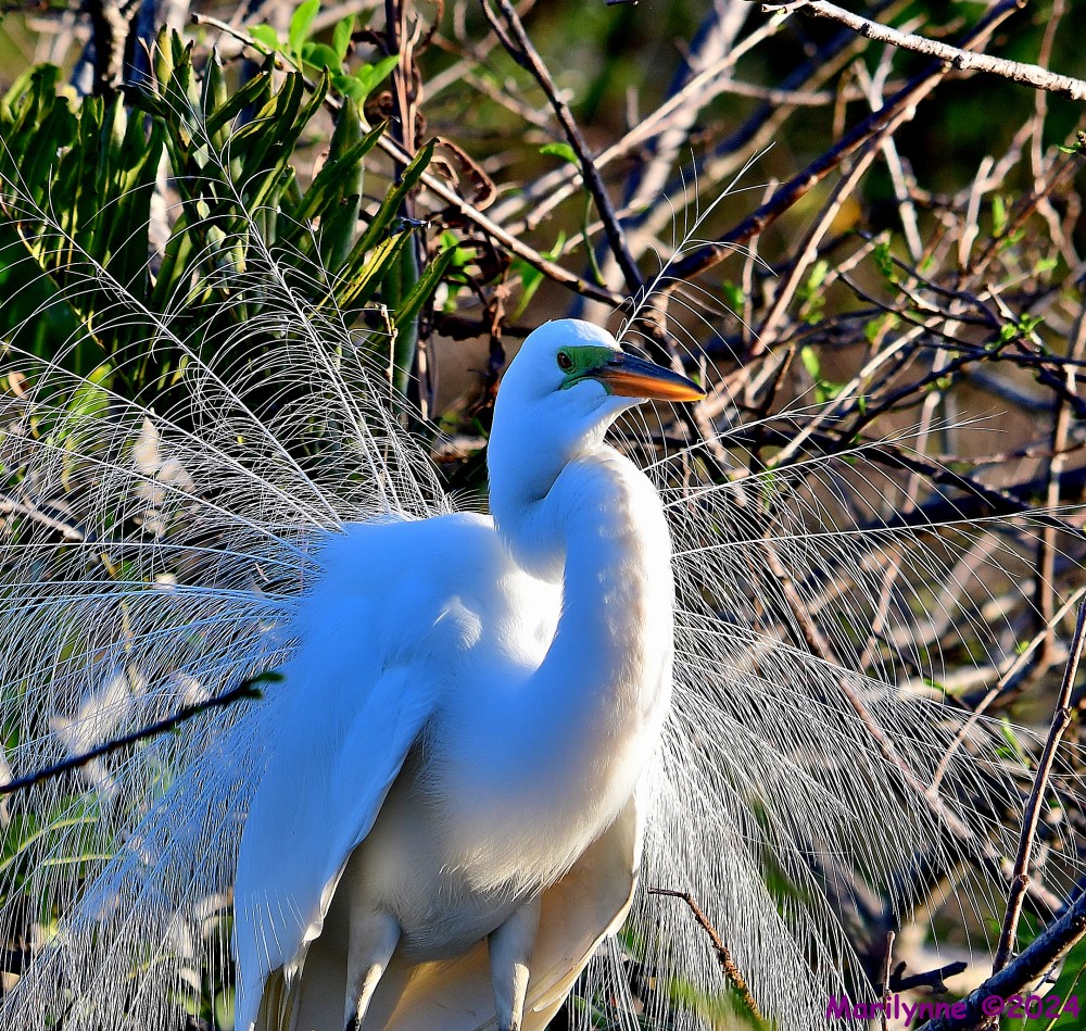DSC_1093_001.JPG