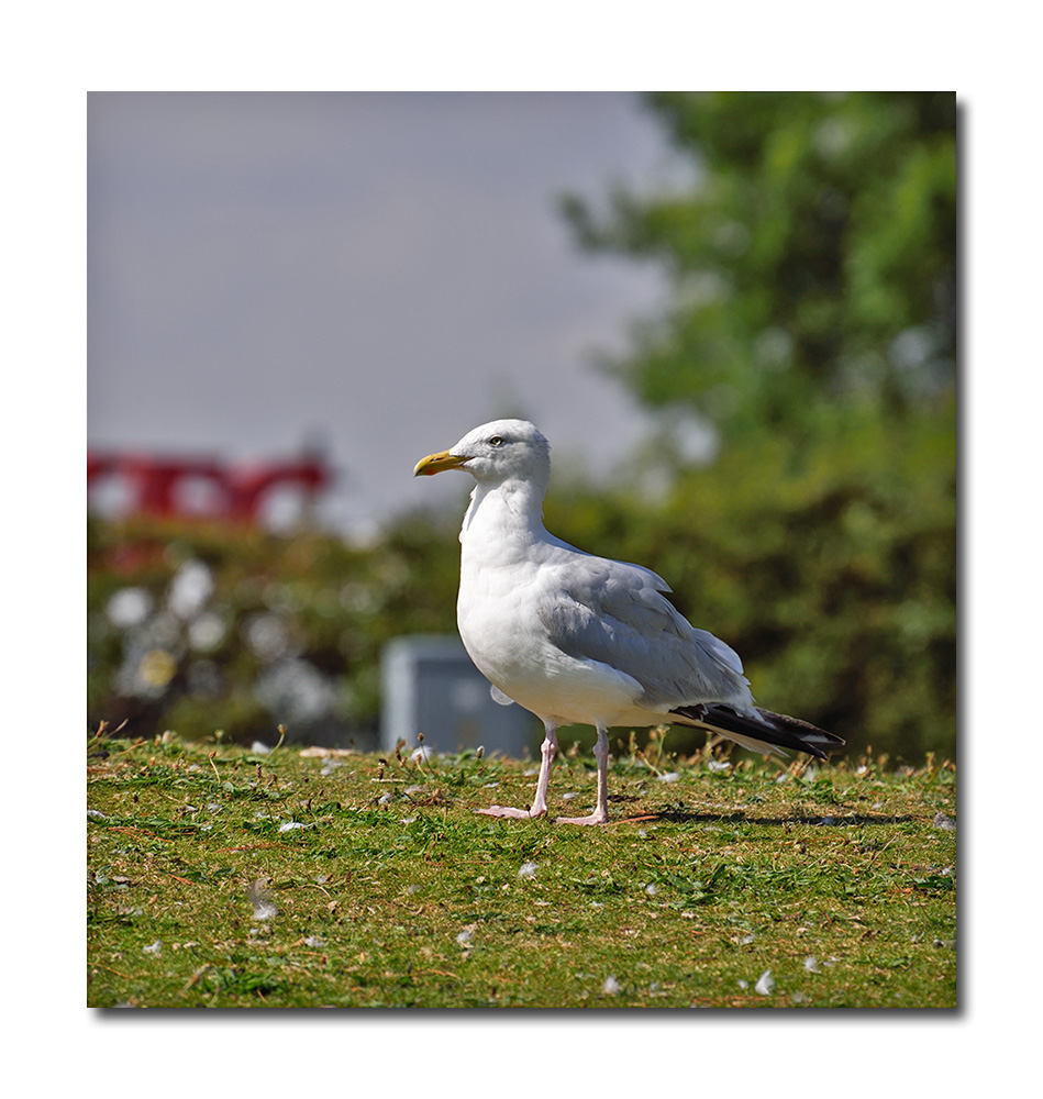 DSC_1095.jpg
