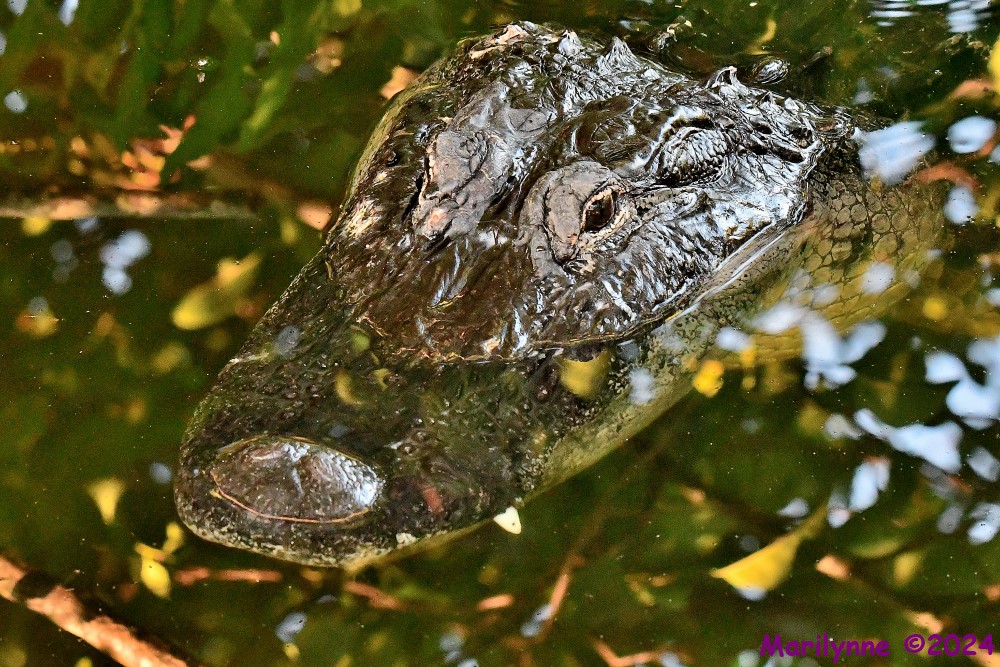 DSC_1095_001.JPG