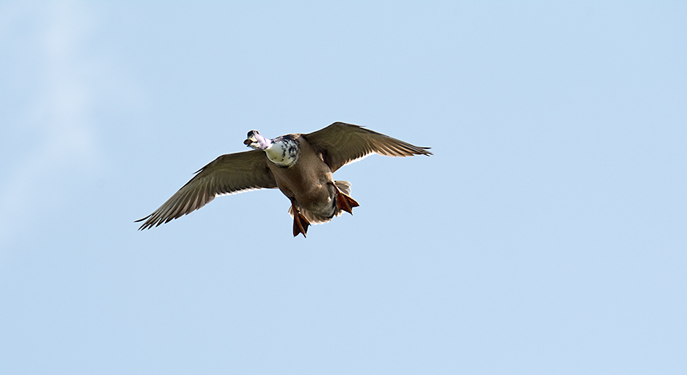 DSC_1097.jpg
