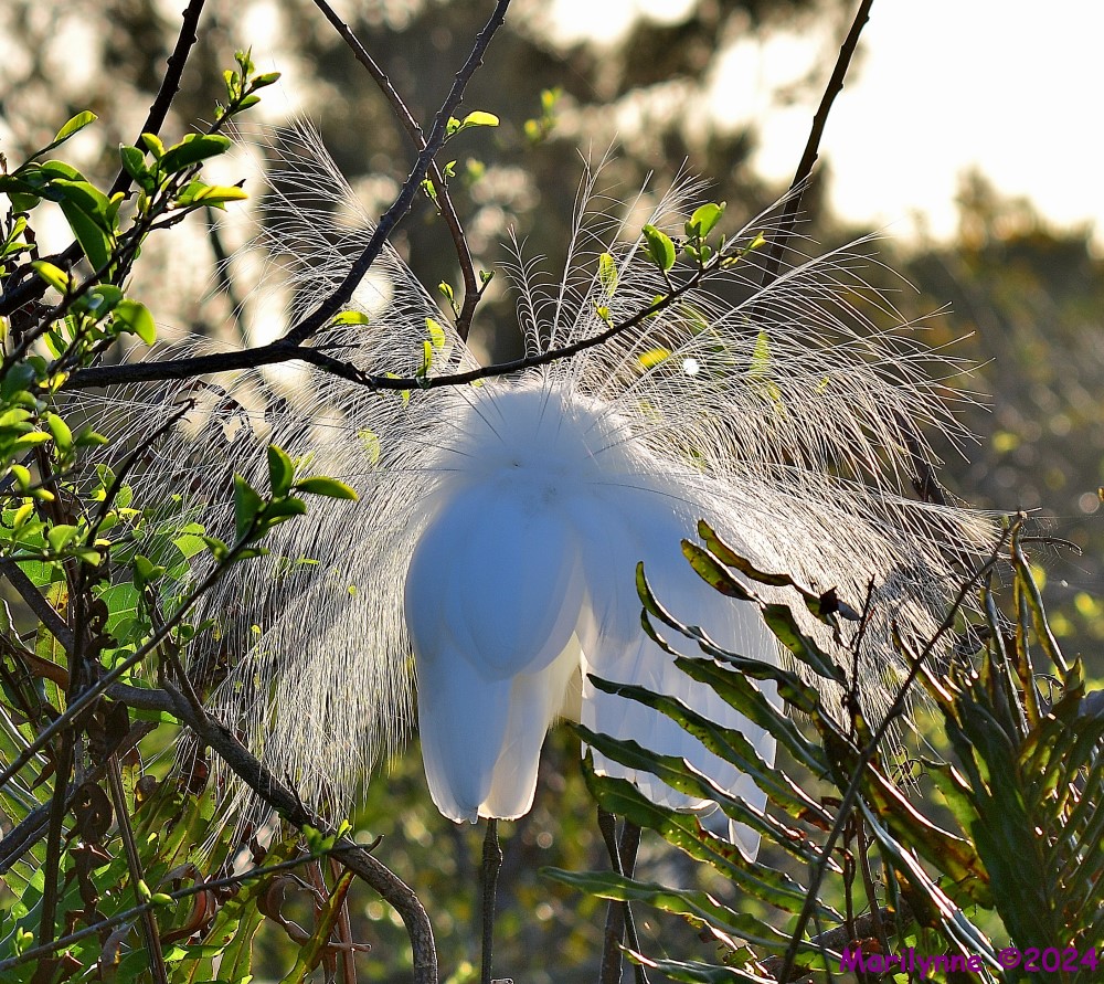 DSC_1097_001.JPG