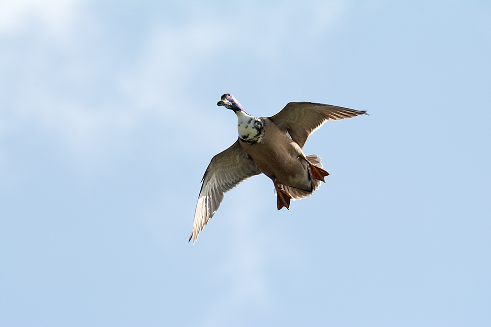 DSC_1099.jpg