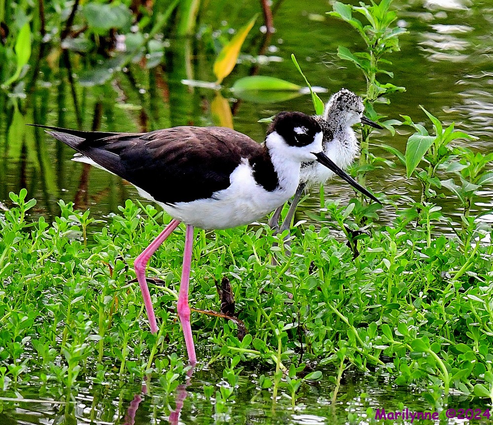 DSC_1100_001.JPG