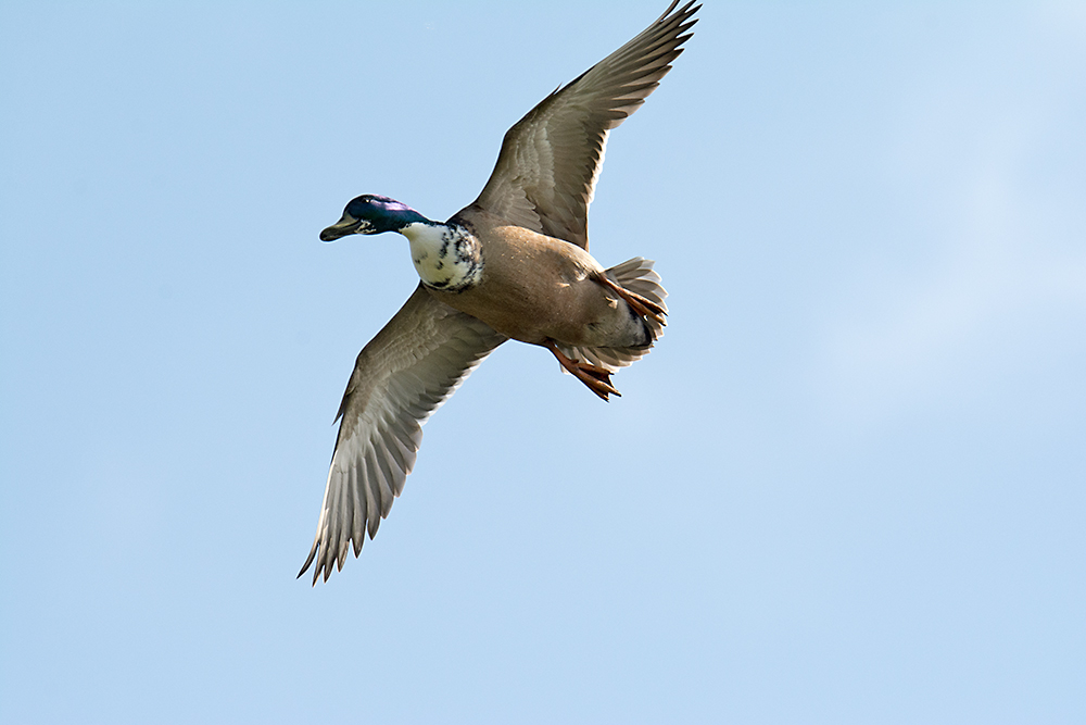 DSC_1101.jpg
