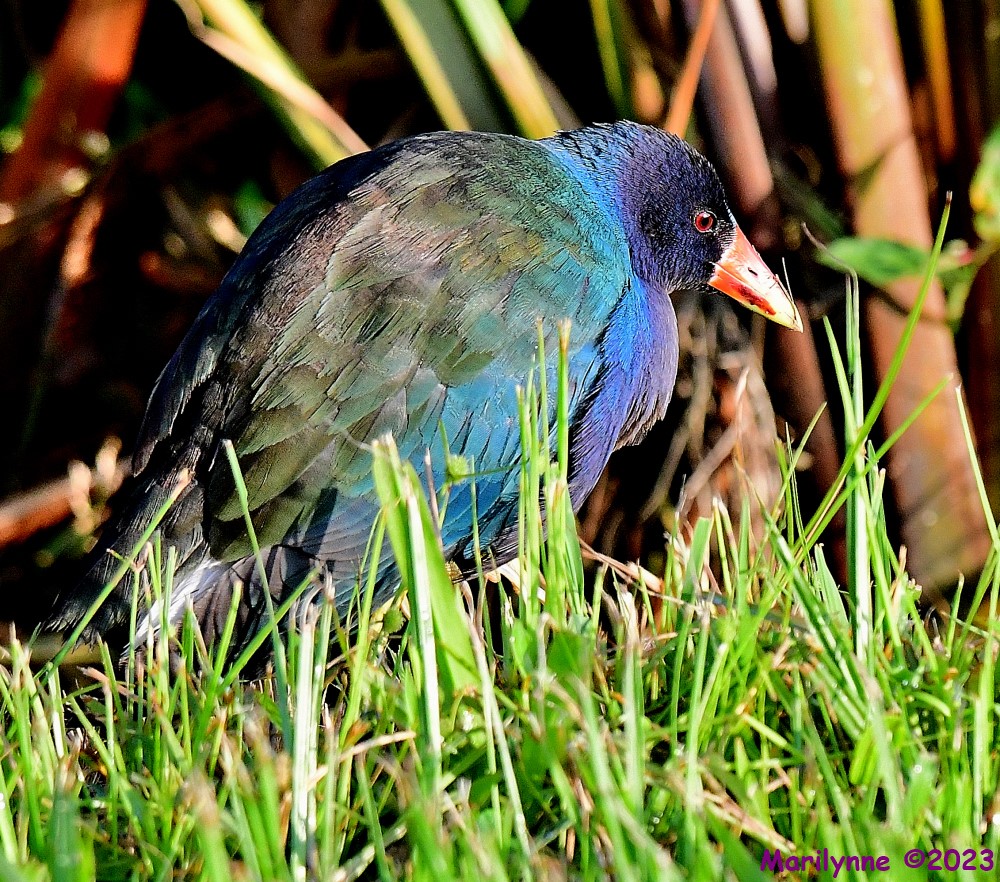 DSC_1101_001.JPG