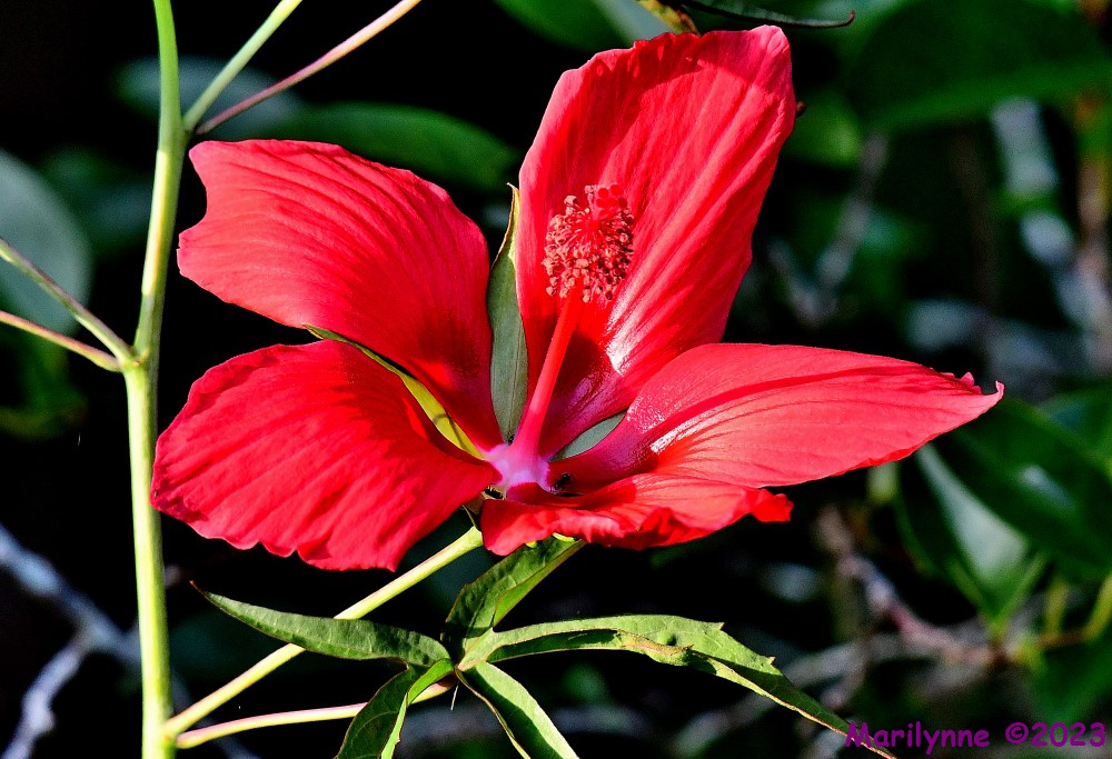 DSC_1103_001.JPG